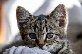 Lazy kitten Coco by Janna Dijkstra