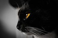 Portrait de chat en noir et blanc par Paul Poot Aperçu