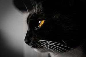 Portrait de chat en noir et blanc