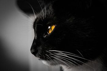 Portraitkatze schwarz-weiß