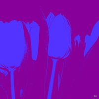 KLEUR