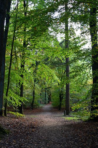 Door een beukenbos