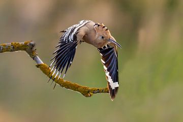 La huppe (Upupa epops), également connue sous le nom d'oiseau puant ou de vautour à dos rouge. sur Gert Hilbink
