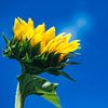 Tournesols sur Caroline Meister