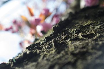 Kersenbloem in bloei