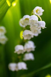 Muguet