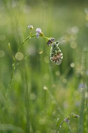 Orange tip tip by Margriet Louwen