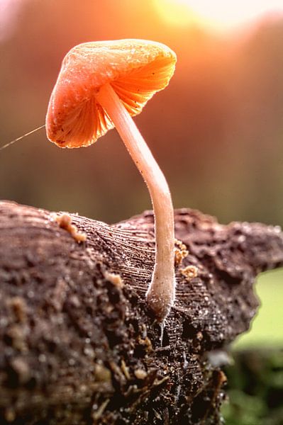 Paddenstoel par Frouwkje Fotografie