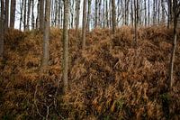 Winter Natur Detail