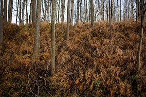 Détail de la nature en hiver sur Marvin de Kievit