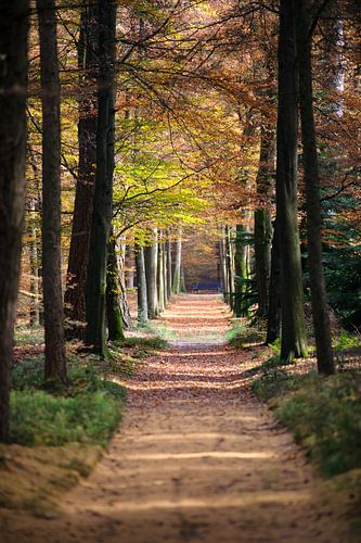 Doorkijk van wandelpad in het bos