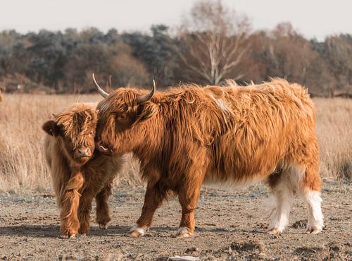 Schotse Hooglander met kalf