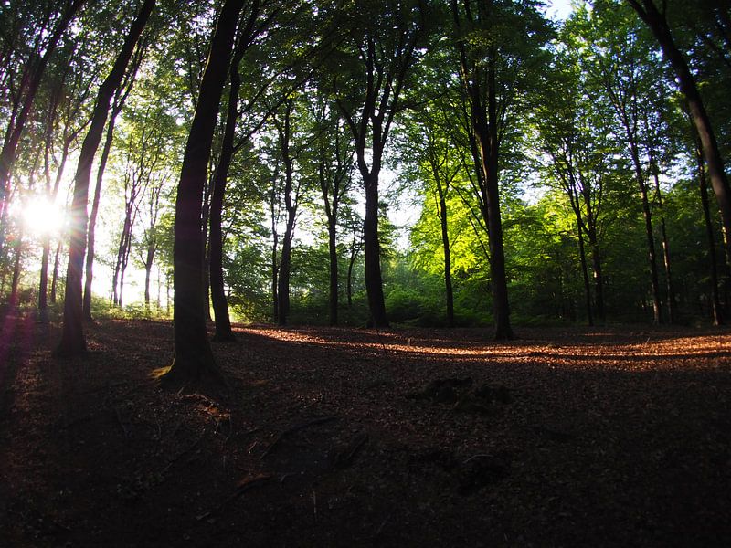 Rising sun in the forest 7 by Huib van Wees