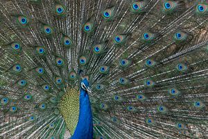 Der Pfau zeigt sein imposantes Federkleid.