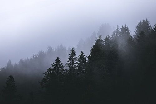 Forêt brumeuse en Autriche | montagnes brumeuses | couleurs froides | humeur