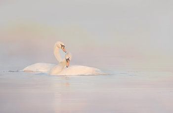 Des cygnes enlacés.