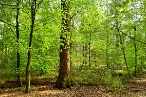 Printemps dans la forêt