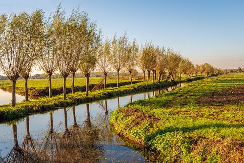 Lange rij bomen weerspiegeld in het water, Oud-Alblas