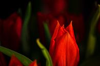 Rubeum tulips amoris van Michael Nägele thumbnail