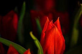 Rubeum tulips amoris von Photoart-Naegele