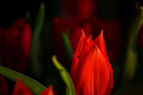 Rubeum tulips amoris