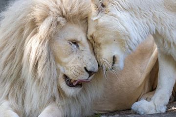 Cuddly lions by Rudie Knol