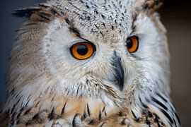 This Owl had already seen you by Sonja de Vlaming