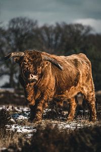 Schotse Hooglander van Colin van Wijk