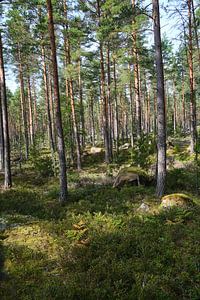 wald in schweden von Geertjan Plooijer