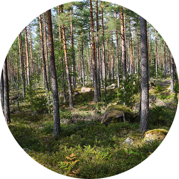 bos in zweden van Geertjan Plooijer