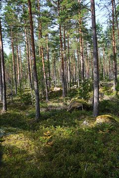 forest in sweden by Geertjan Plooijer