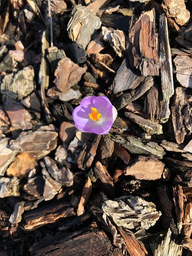 Paarse krokus op hout