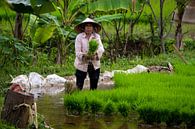 Woman working in rice field, Vietnam by Karsten Glasbergen thumbnail