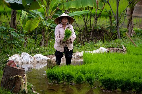 Vrouw aan het werken op rijstveld, Vietnam