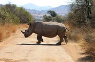 Rhinoceros South Africa by Ralph van Leuveren thumbnail