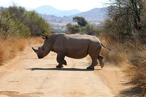 Rhinozeros Südafrika von Ralph van Leuveren