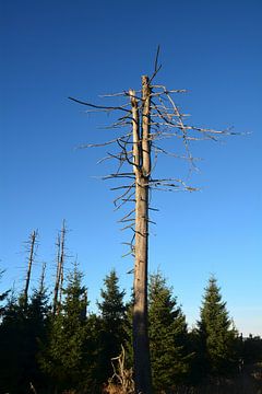 Dode bomen in een bos aan de voet van de Brocken bij Schierke in het Harz Nationaal Park