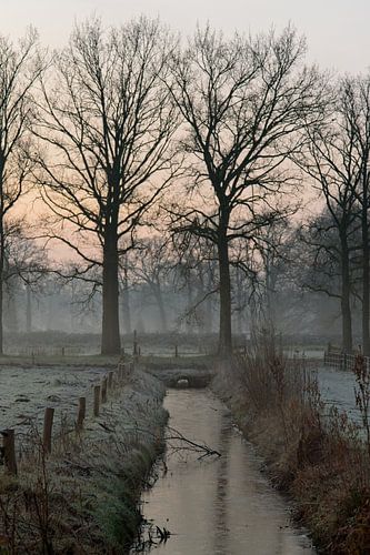 Twins in the morning