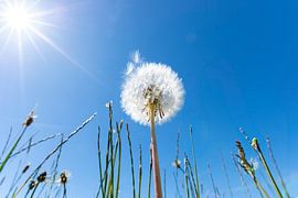 Sommerlicht über den Lorettowiesen