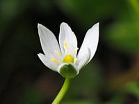 Ster van Bethlehem, een prachtig wit lentebloempje