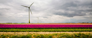 Tulpen in Flevoland