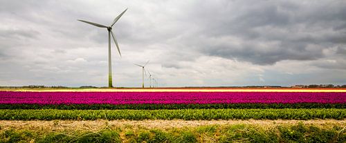 Tulpen in Flevoland