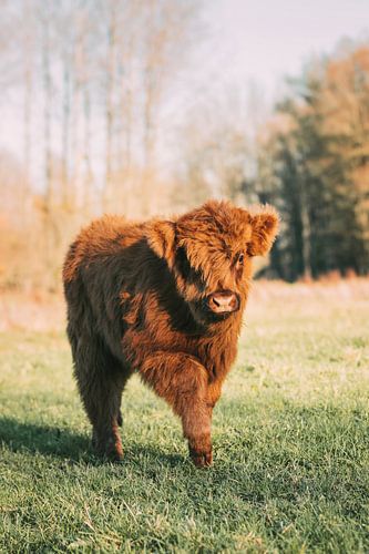 Portret van een Schots Hooglander Kalfje
