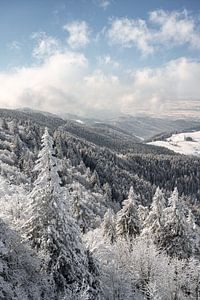 Winterwald