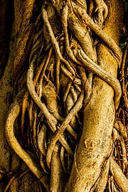 Verschlungen von Dieter Walther