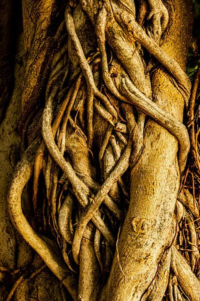 Engulfed by Dieter Walther
