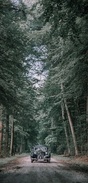 forrest by Elke De Proost