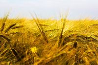 Goud graanlandschap