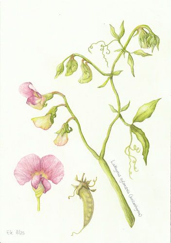 Lathyrus des bois sur Esthers Nature Studio