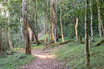 Walking through the forests of Periyar National Park by Martijn